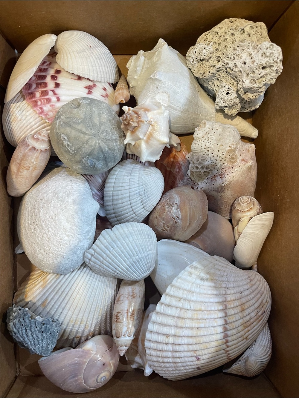 Seashell Assortment-BIGS - Picture 2 of 2